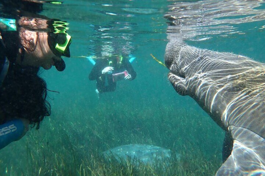 Swim with manatees tour