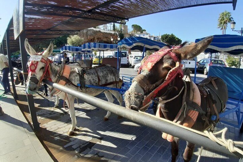Taxi donkey carriage