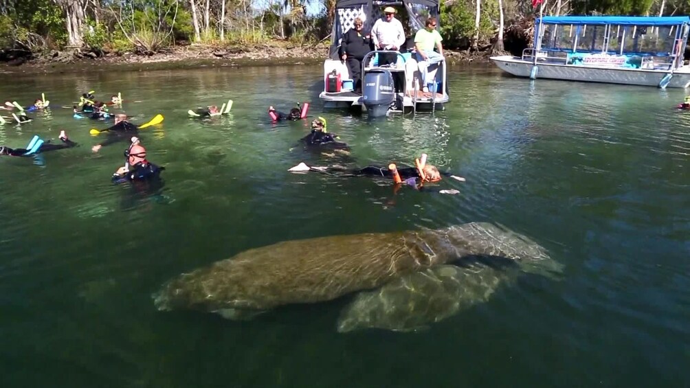 manatee airboat tours