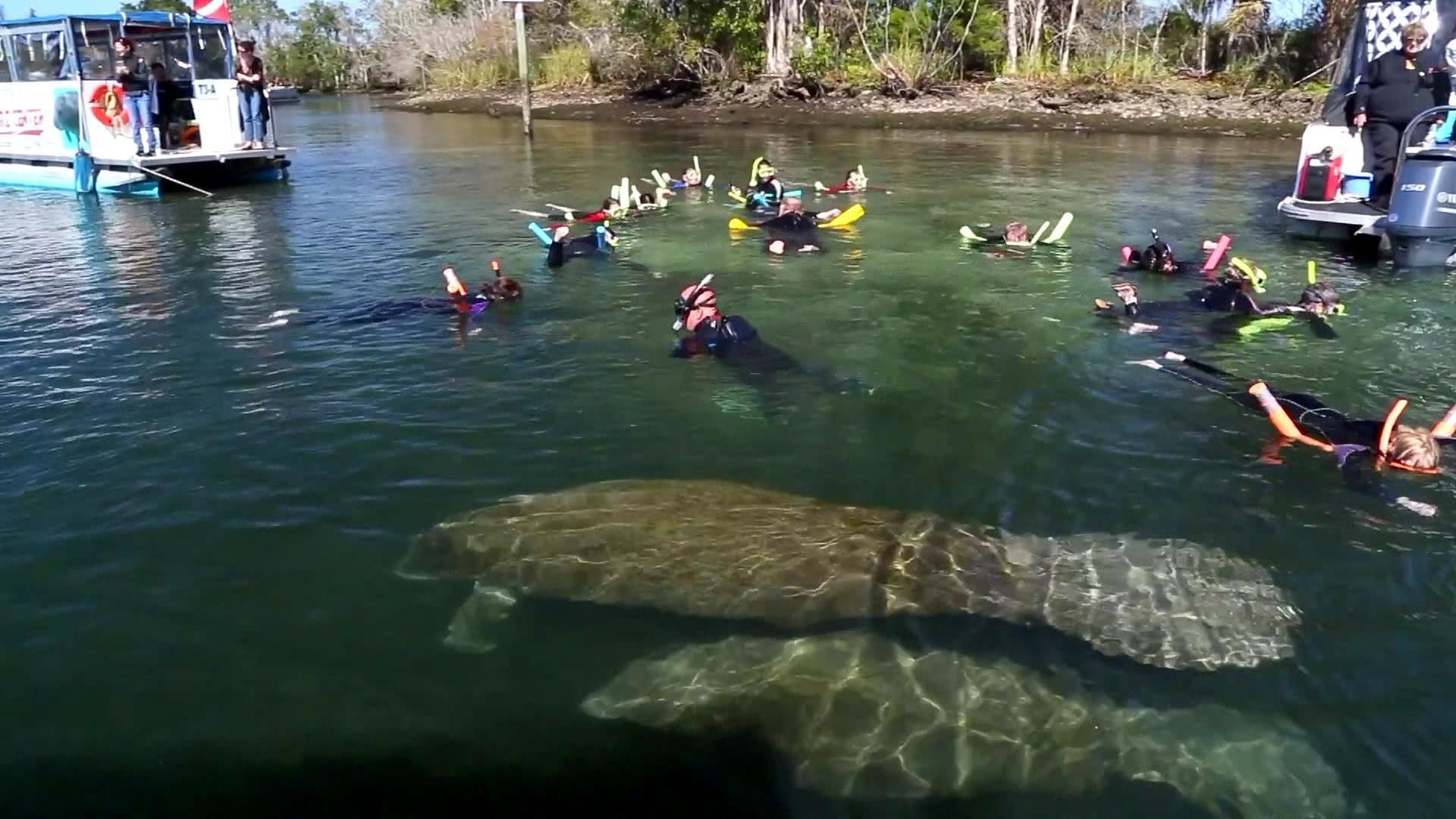 manatee boat tour clearwater fl