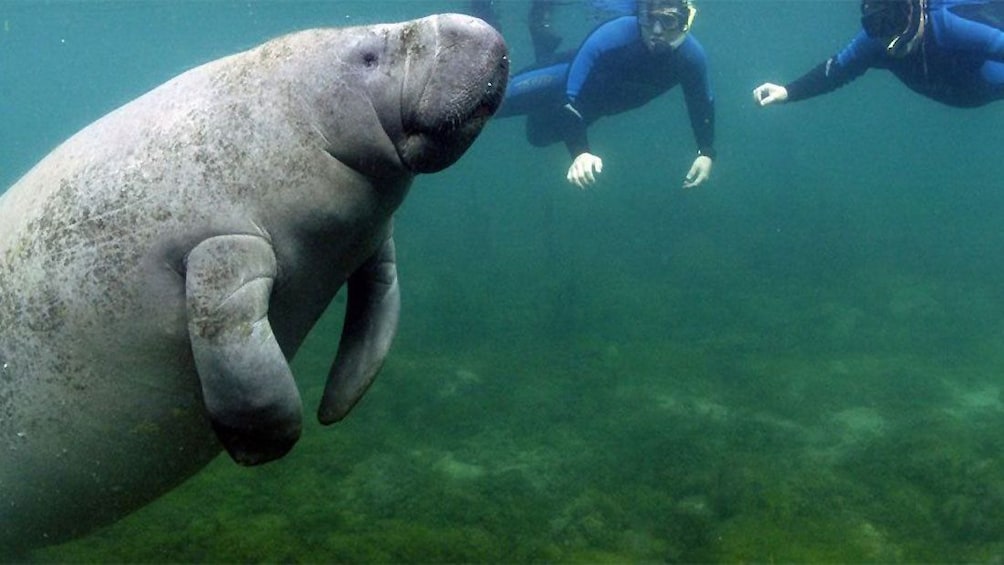 Carregar foto 4 de 10. Snorkeling pair with manatee in Orlando.