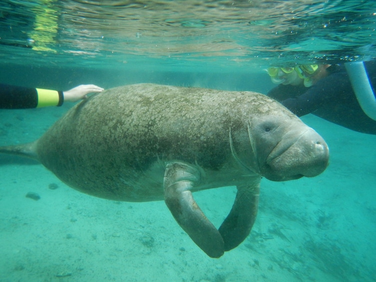 Carregar foto 3 de 10. Florida Manatee Adventure & Airboat Ride
