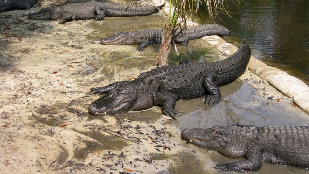 Carregar foto 5 de 10. Alligators on land in Florida.
