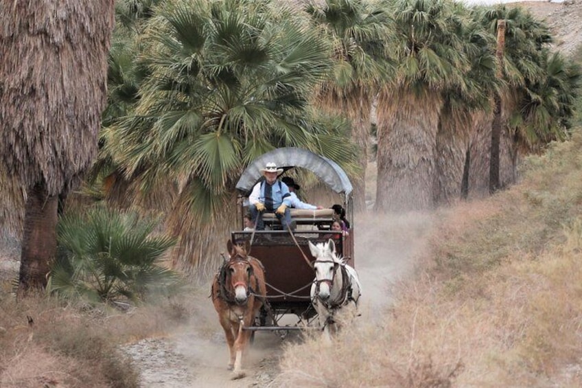 Desert Oases along the San Andreas Fault!