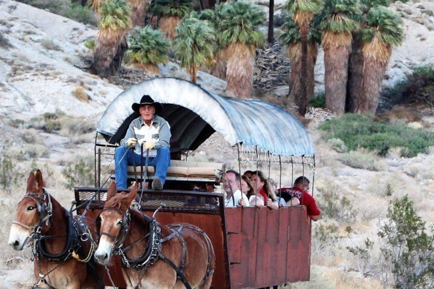 Wagons pulled by mules - An American Pioneer Adventure!