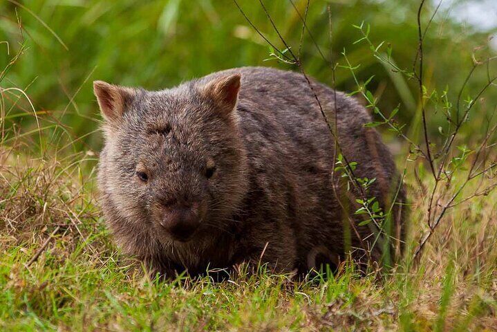 Wombat in the wild