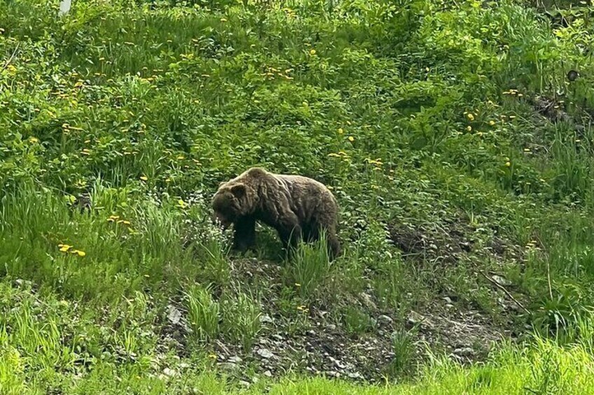 Brown Bear