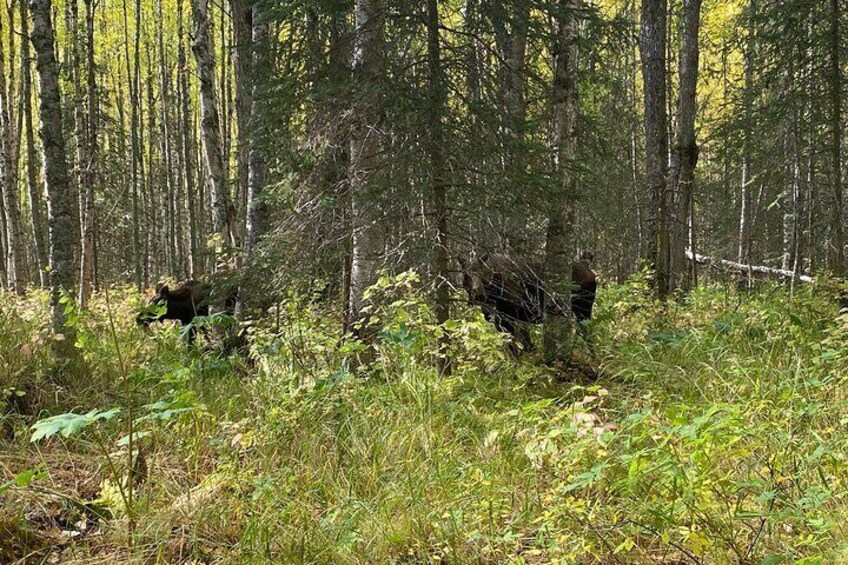 Moose