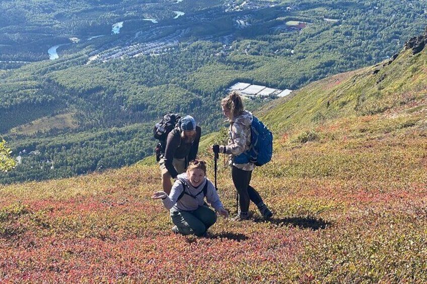 Picking blueberries.