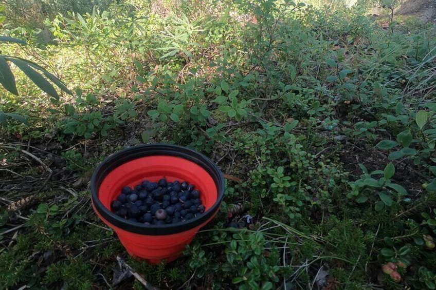 Backcountry Eats & Foraging Treats