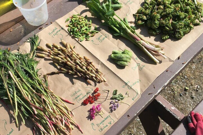 Backcountry Eats & Foraging Treats