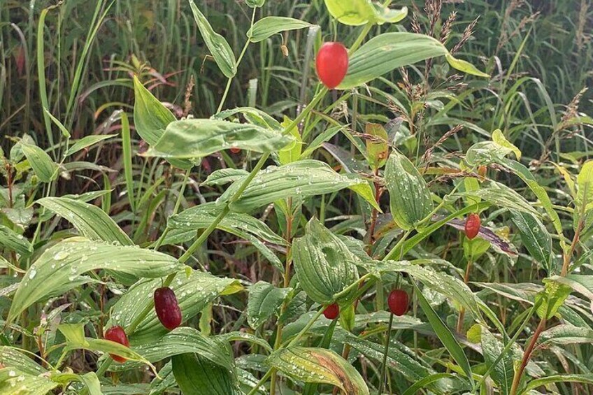 Backcountry Eats & Foraging Treats
