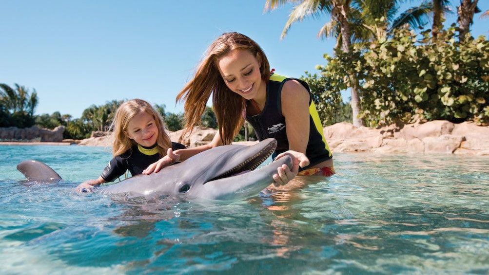 Cargar ítem 1 de 10. Dolphin interaction with mother and child in Orlando.