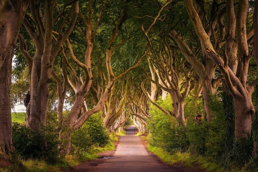 Giant's Causeway, The Dark Hedges & The Titanic Experience