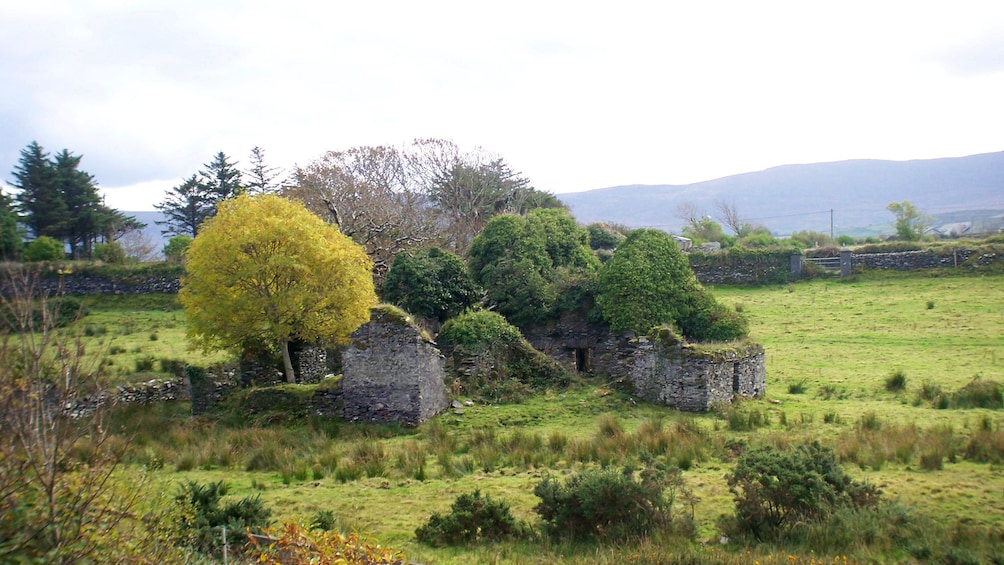 Old structure reclaimed by nature in Ireland