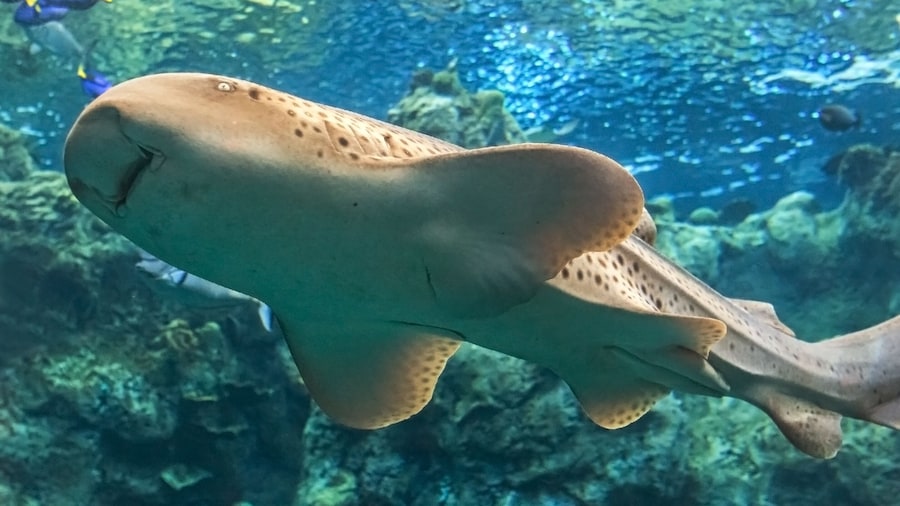 Aquarium of the Pacific Timed Tickets