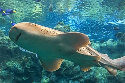 太平洋水族館限時門票