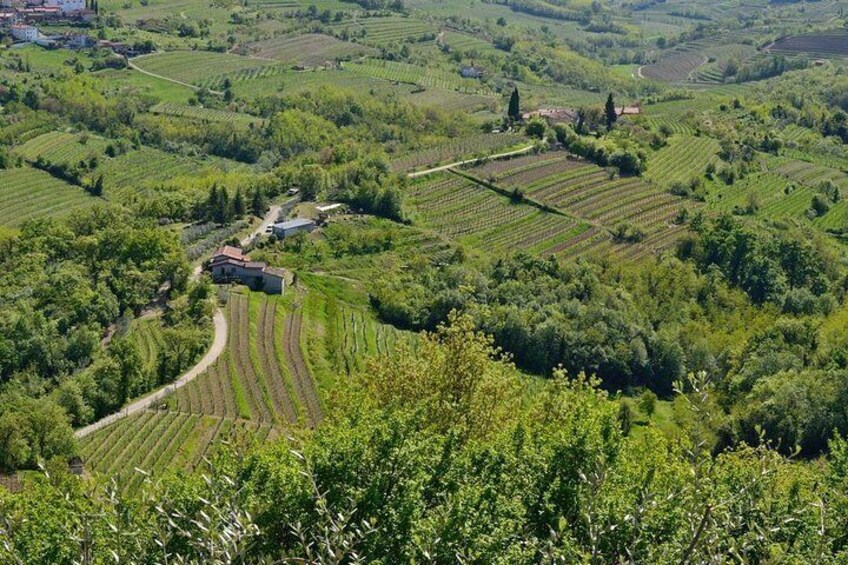 Private tour of Goriska Brda wine hills from Ljubljana