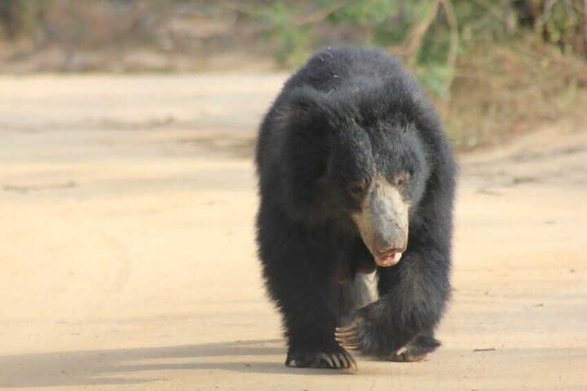 Yala safari Private Day Tours in Yala National Park