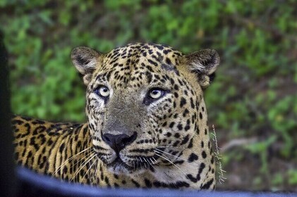 Yala National Park Safari Experience By Yala Leopard Eye Safari