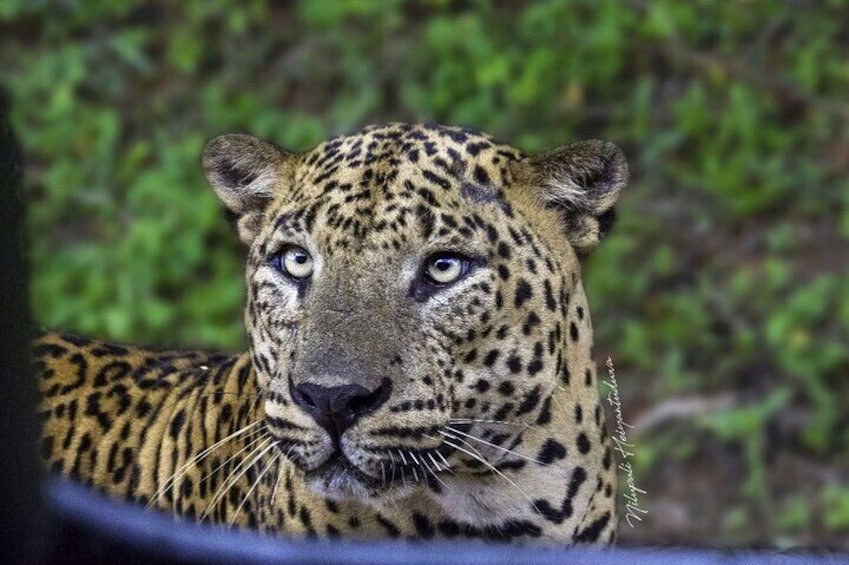 Private Yala safari Tours at Yala national park (Fullday/Halfday)