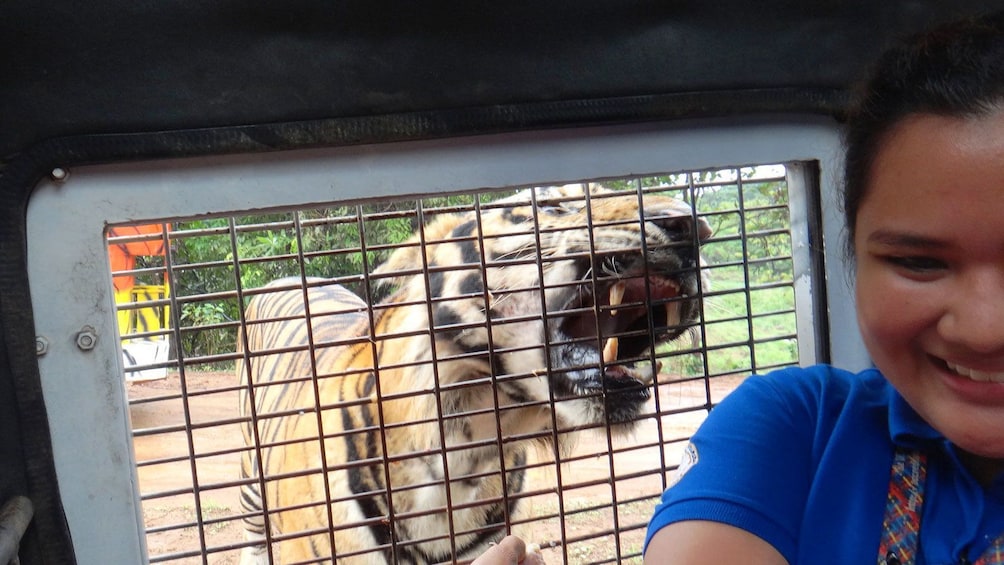 Tiger baring its teeth at a park guest inside a caged vehicle at Zoobic Safari in Subic Bay