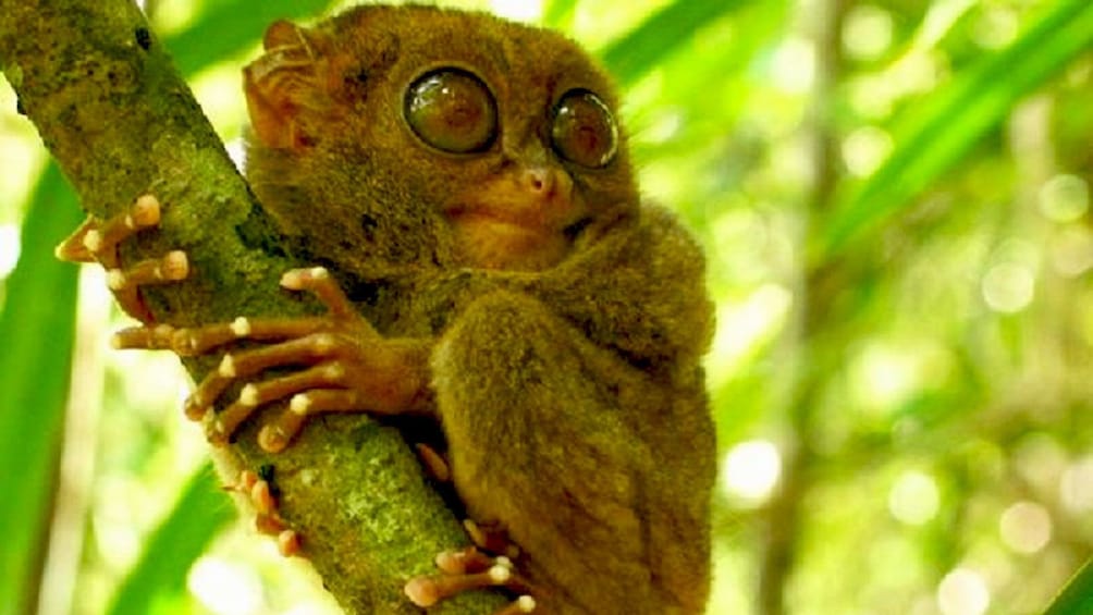 Wild tarsier clinging onto a tree in Bohol