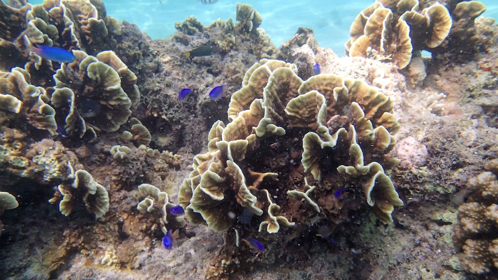 Coral reef at the Sumilon Island in the Philippines