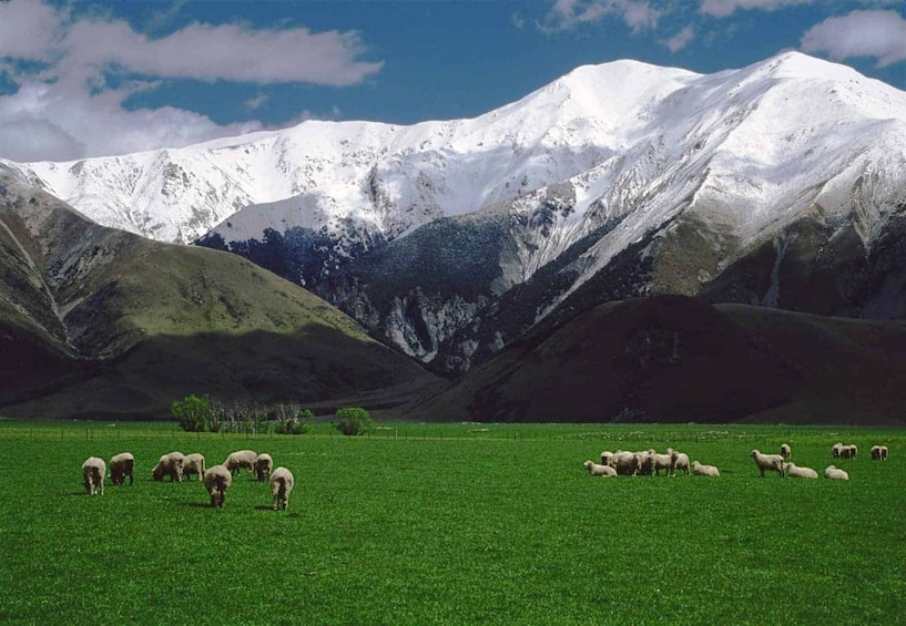 Arthur's Pass Full-Day Tour with TranzAlpine Train