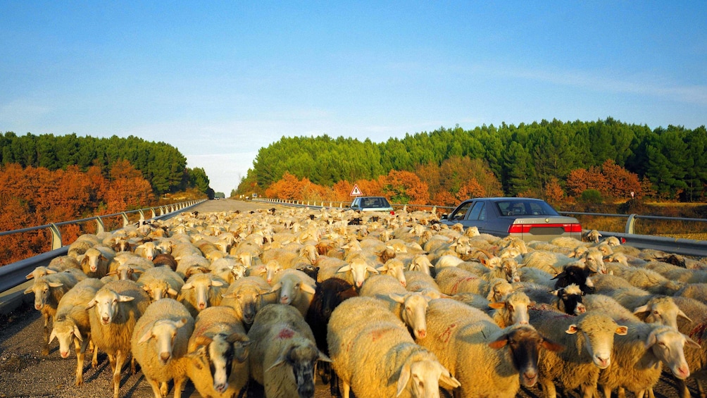 Sheep in a heard in Christchurch