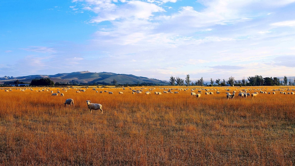 Show item 4 of 5. Small group of sheep in field