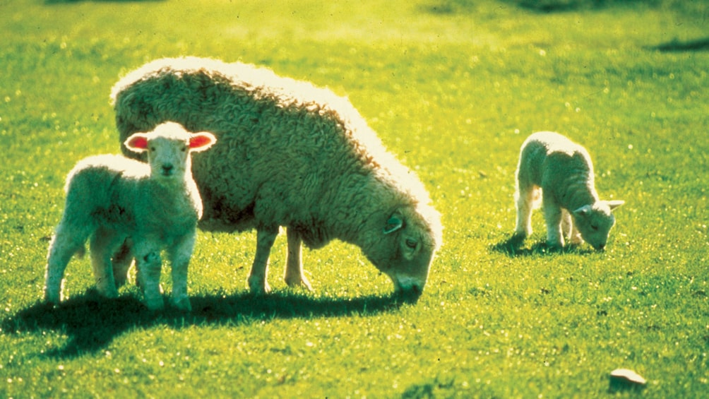 Small group of sheep in field