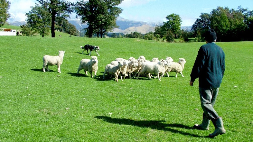 Small group of sheep in field