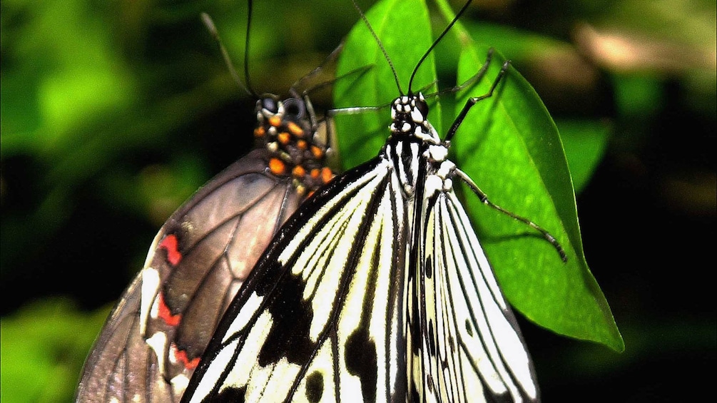 Close up of butterflies in American Museum of Natural History in New York