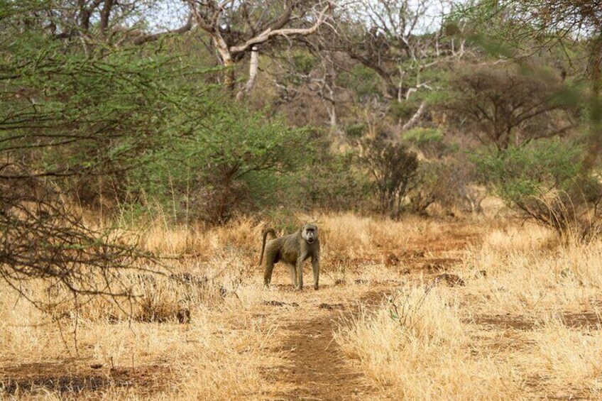 Overnight Tsavo East National Park Safari from Mombasa OR Diani Beach