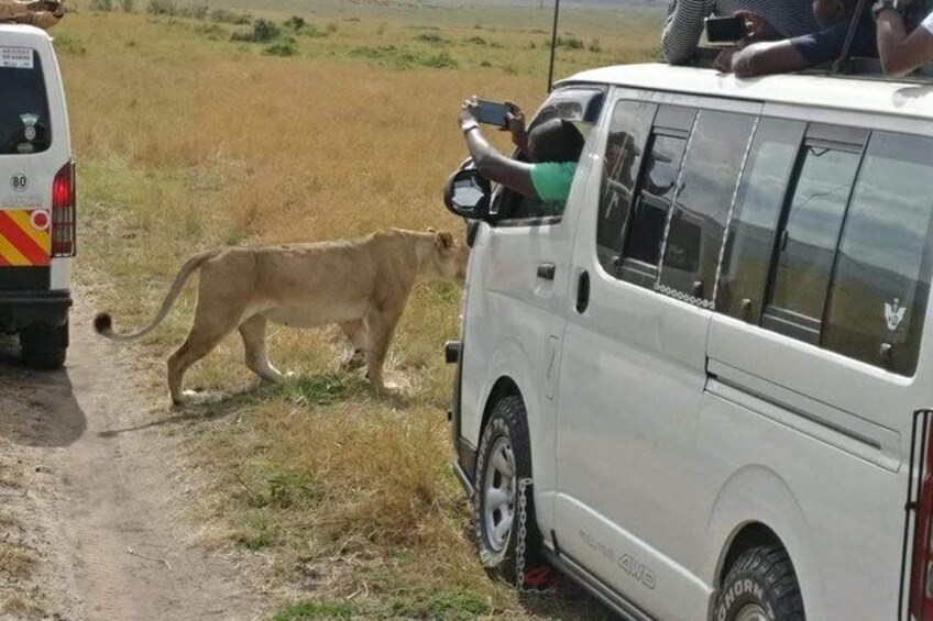 Game drive at Tsavo East with customized safari vehicle