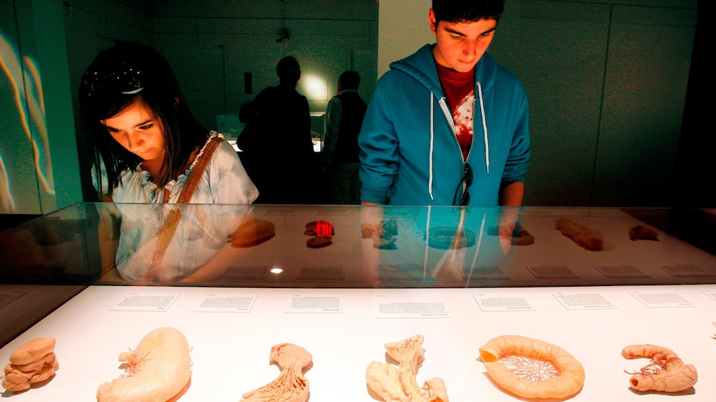 Preserved human internal organs are on display at Bodies, the Exhibition, at the Luxor Hotel and Casino