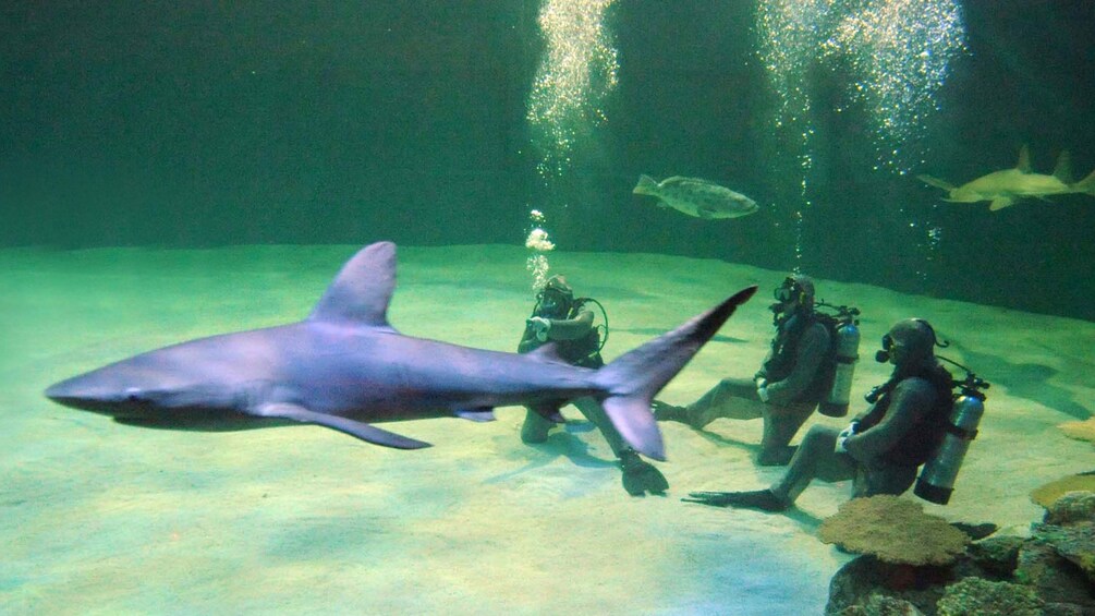 Shark Reef Aquarium at Mandalay Bay Resort and Casino tickets - 106cffb6 Fc19 40cb 945c 6bac21407ec1