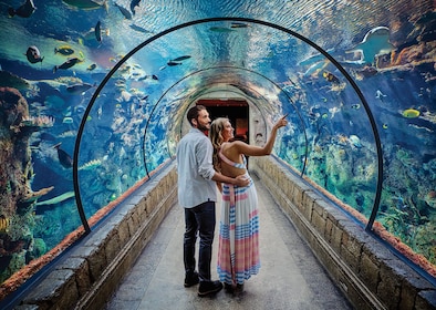 Entradas para Shark Reef Aquarium & VR Experience en Mandalay Bay