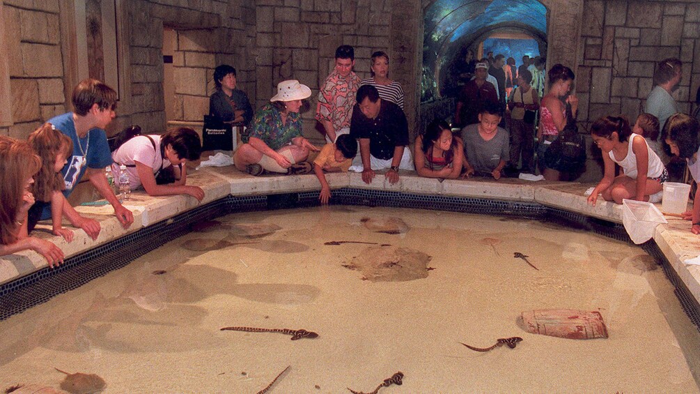 L'aquarium de Mandalay Bay - 41b7cf7a Dbb7 4ab7 B321 7e846b74Dc26