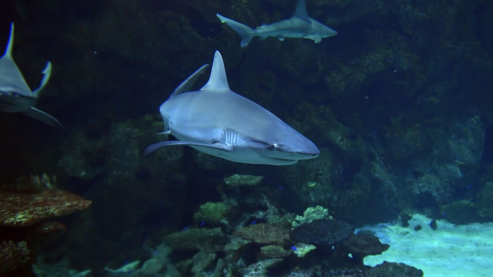 Shark Reef Aquarium at Mandalay Bay Tickets