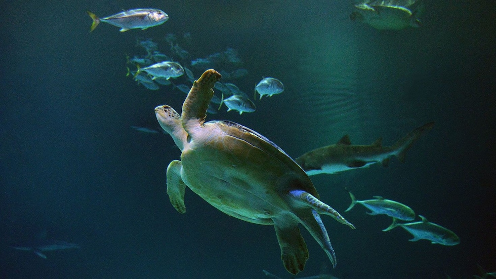 View sea turtles along with two thousand animals at the Shark Reef Aquarium