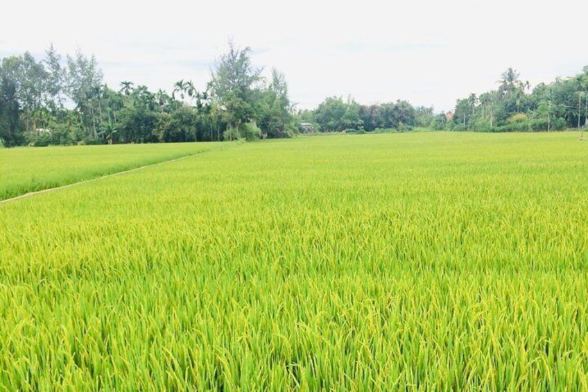 green paddy rice fields