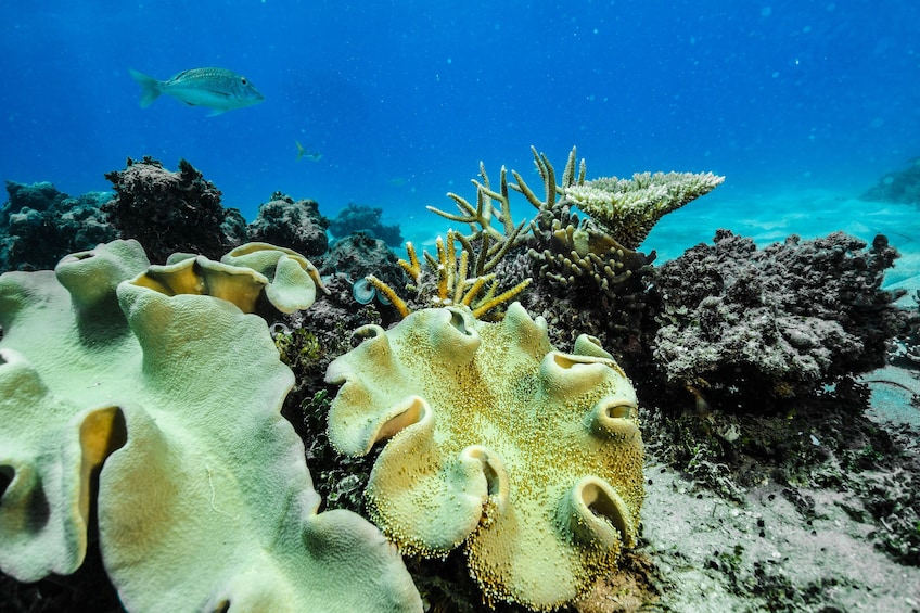 Green Island, Great Barrier Reef Cruise