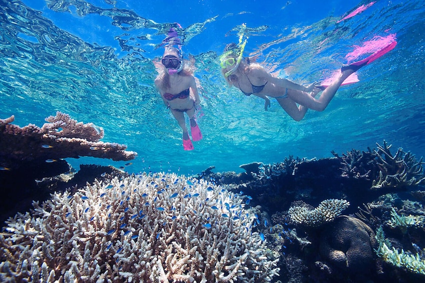 Show item 3 of 5. Half-Day Fly & Cruise Reef Tour