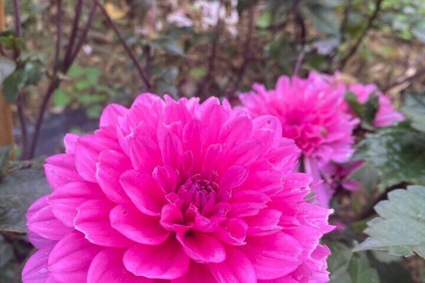 Rose flowers