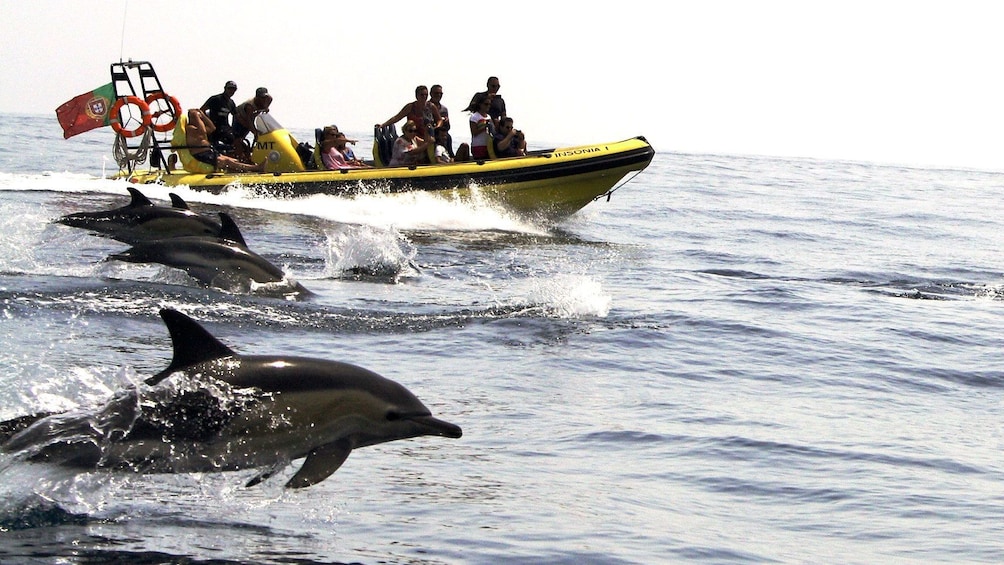 Pod of dolphins leaping out of the water alongside a tour boat off the coast of Algarve