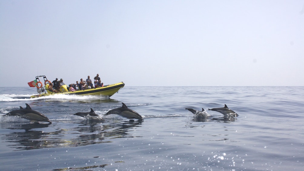 Pod of dolphins leaping alongside a tour boat off the coast of Algarve 