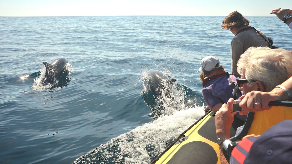 Tour boat passengers taking photos of nearby dolphins off the coast of Algarve