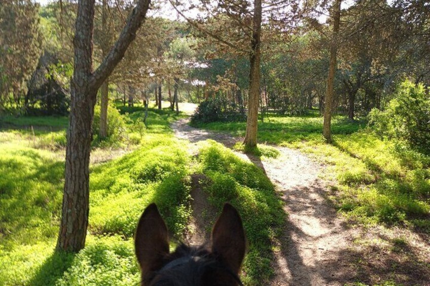 Algarve - Exclusive horseriding in Portimao (no experience required)